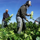 Farm workers harvesting produce in California